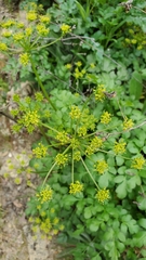 Tauschia kelloggii