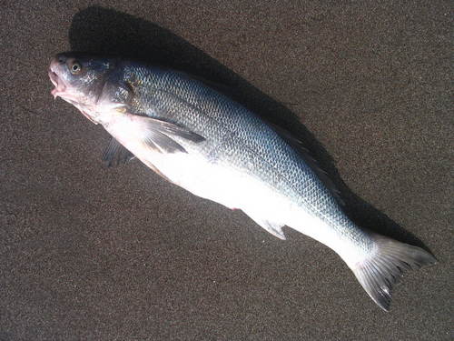 Menticirrhus ophicephalus