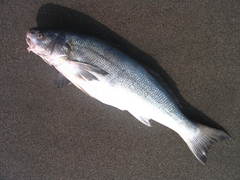 Menticirrhus ophicephalus