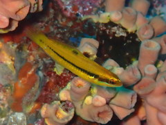 Thalassoma newtoni