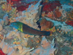 Thalassoma newtoni