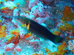 Thalassoma newtoni