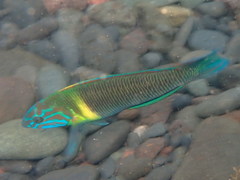 Thalassoma newtoni