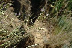 Medicago lessingii