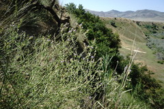 Medicago lessingii
