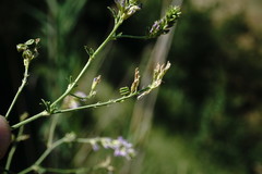 Medicago lessingii