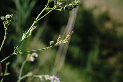 Medicago lessingii