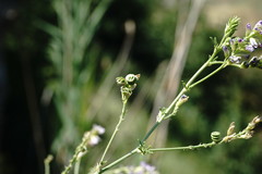 Medicago lessingii