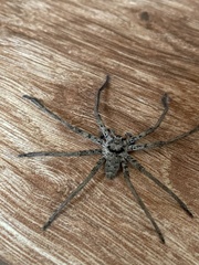 Heteropoda venatoria