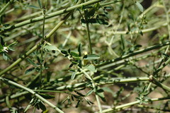 Medicago lessingii