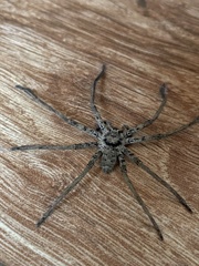 Heteropoda venatoria