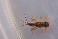 Tricorythidae