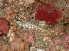 Wheelerigobius maltzani