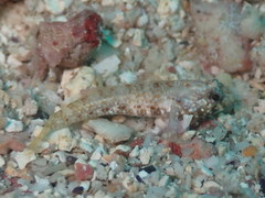 Wheelerigobius maltzani