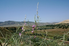 Astragalus barbidens