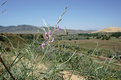 Astragalus barbidens