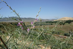 Astragalus barbidens