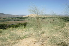 Eremosparton aphyllum