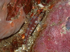 Wheelerigobius wirtzi