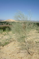 Eremosparton aphyllum