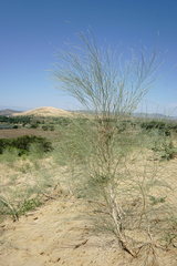 Eremosparton aphyllum