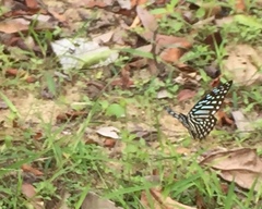 Graphium megarus