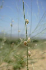 Eremosparton aphyllum