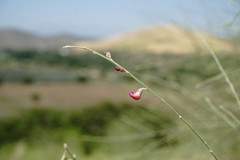 Eremosparton aphyllum