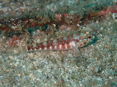 Wheelerigobius wirtzi