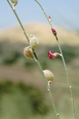 Eremosparton aphyllum