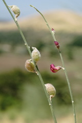 Eremosparton aphyllum