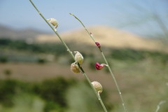 Eremosparton aphyllum