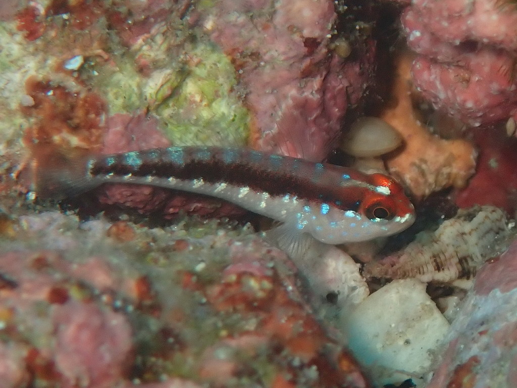 Cameroon Goby