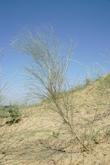 Eremosparton aphyllum