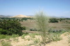 Eremosparton aphyllum