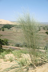 Eremosparton aphyllum