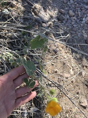Abutilon palmeri
