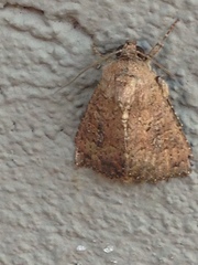 Condicinae