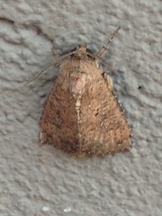 Condicinae