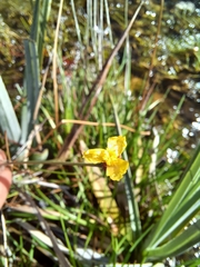 Xyris capensis