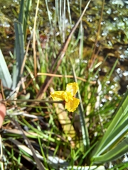 Xyris capensis