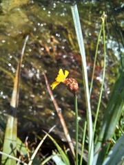 Xyris capensis