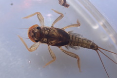 Tricorythidae