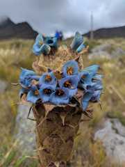 Puya cryptantha