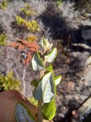Phylica nervosa