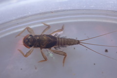 Tricorythidae
