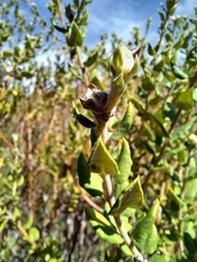 Phylica nervosa