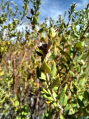 Phylica nervosa