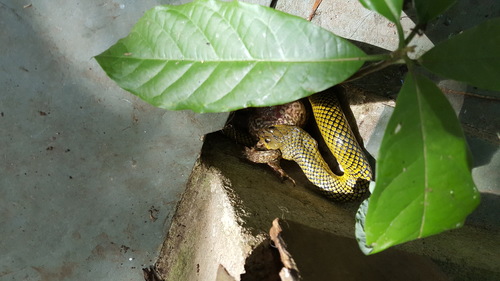 Military Ground Snake, Erythrolamprus miliaris