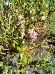 Phylica nervosa